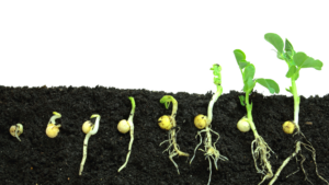 bio-pirate-countries-storm-the-plant-treaty